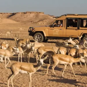 Sir Bani Yas Island Day trip from Dubai