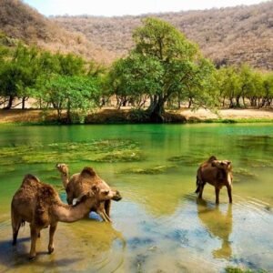 Ultimate Oman Road Trip from Dubai ; Muscat, Nizwa and Salalah - 05 Nights/06 Days